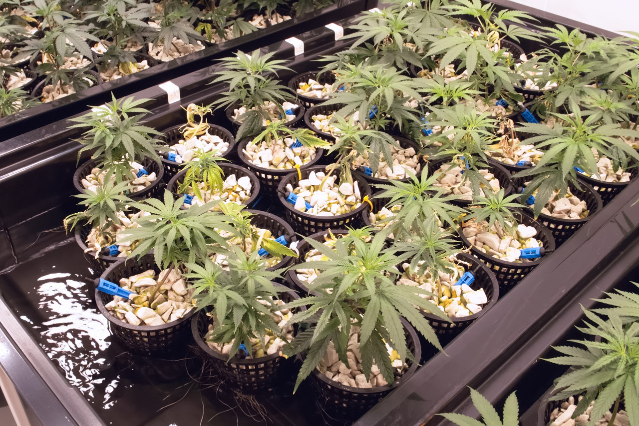 Mycostop WP treated seedlings cannabis