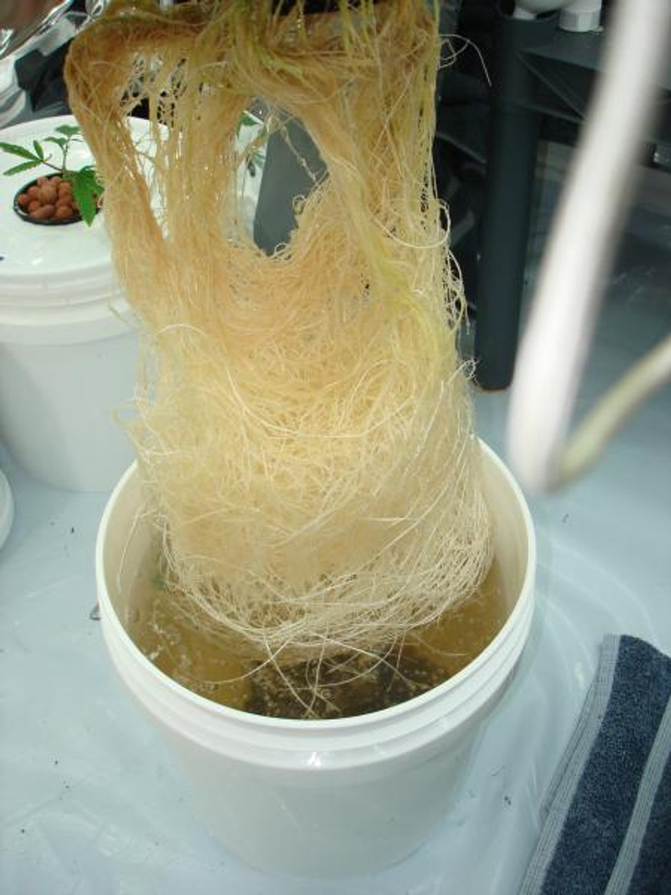 Mycostop WP treated roots in DWC hydroponic system