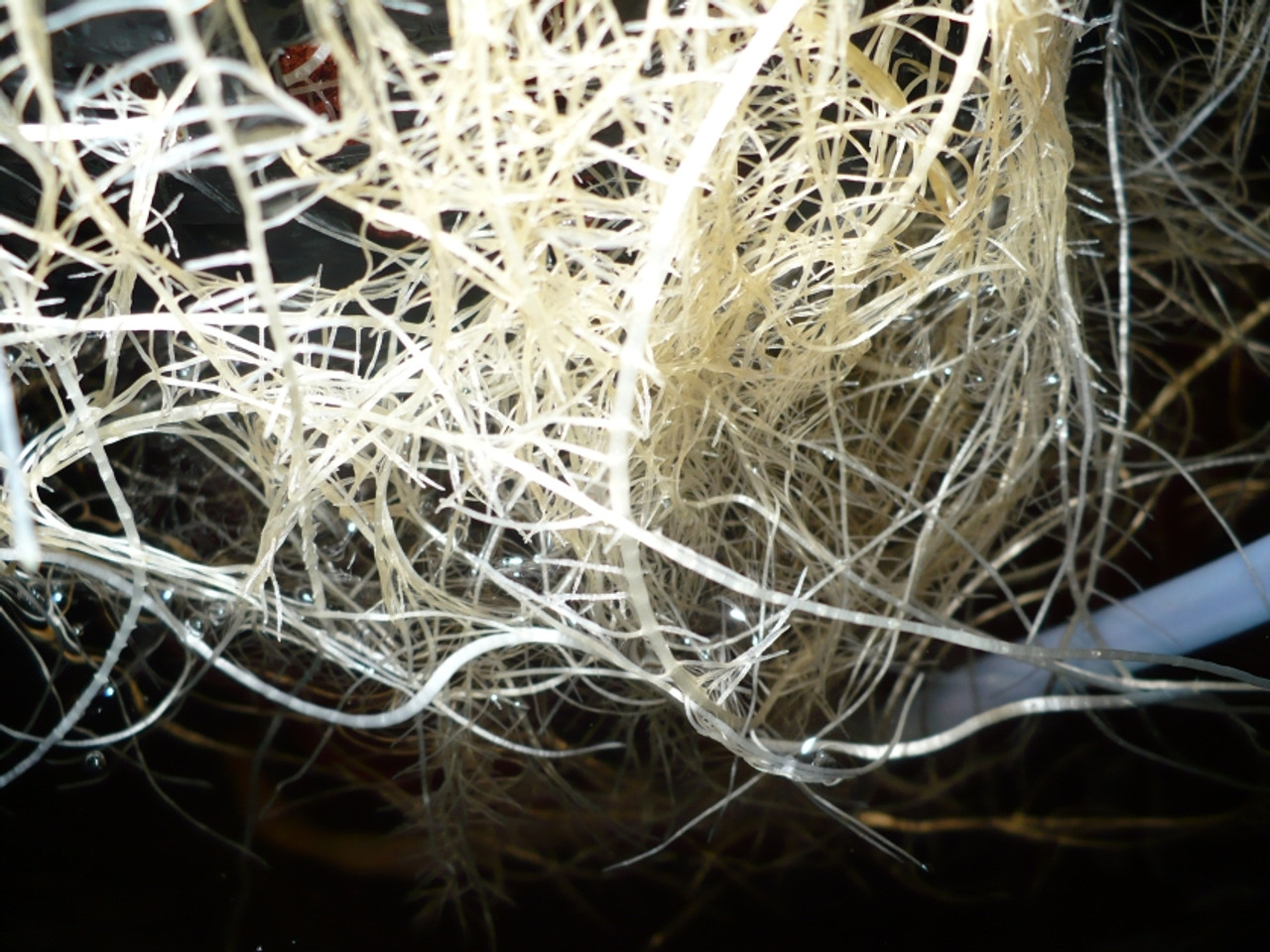 Mycostop WP treated roots in hydroponic system