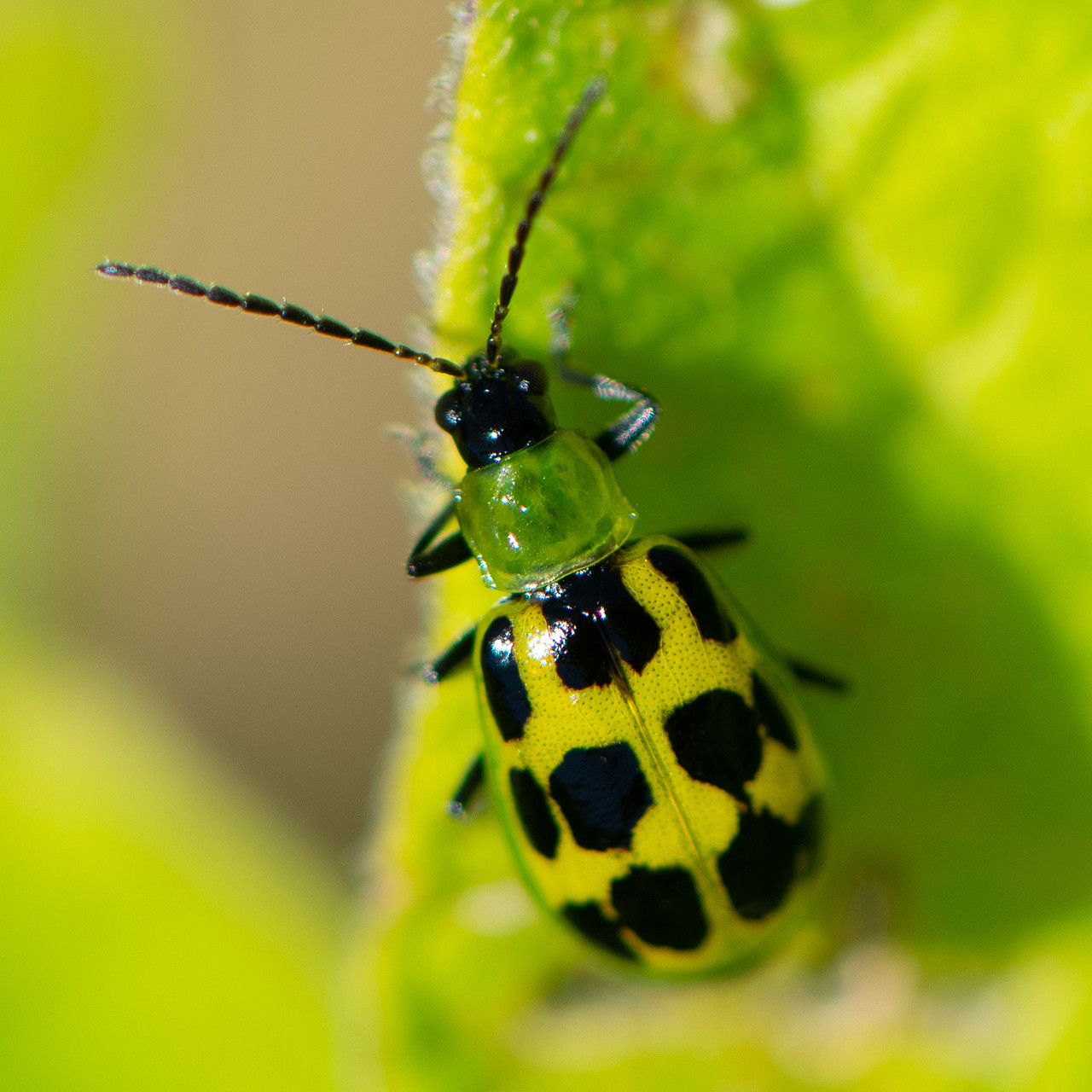 Spotted Cucumber Beetle