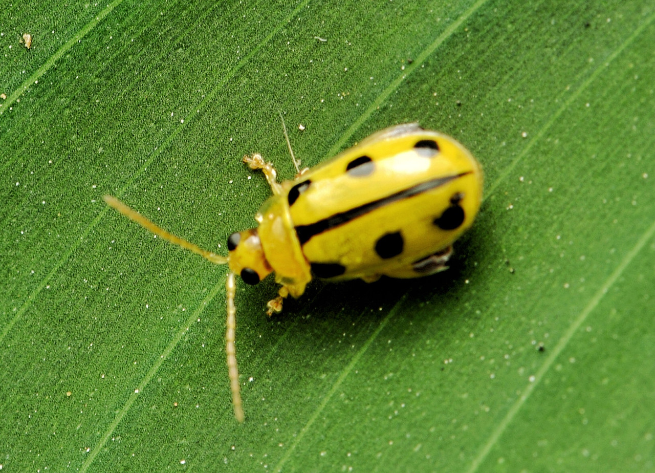 Spotted Cucumber Beetle