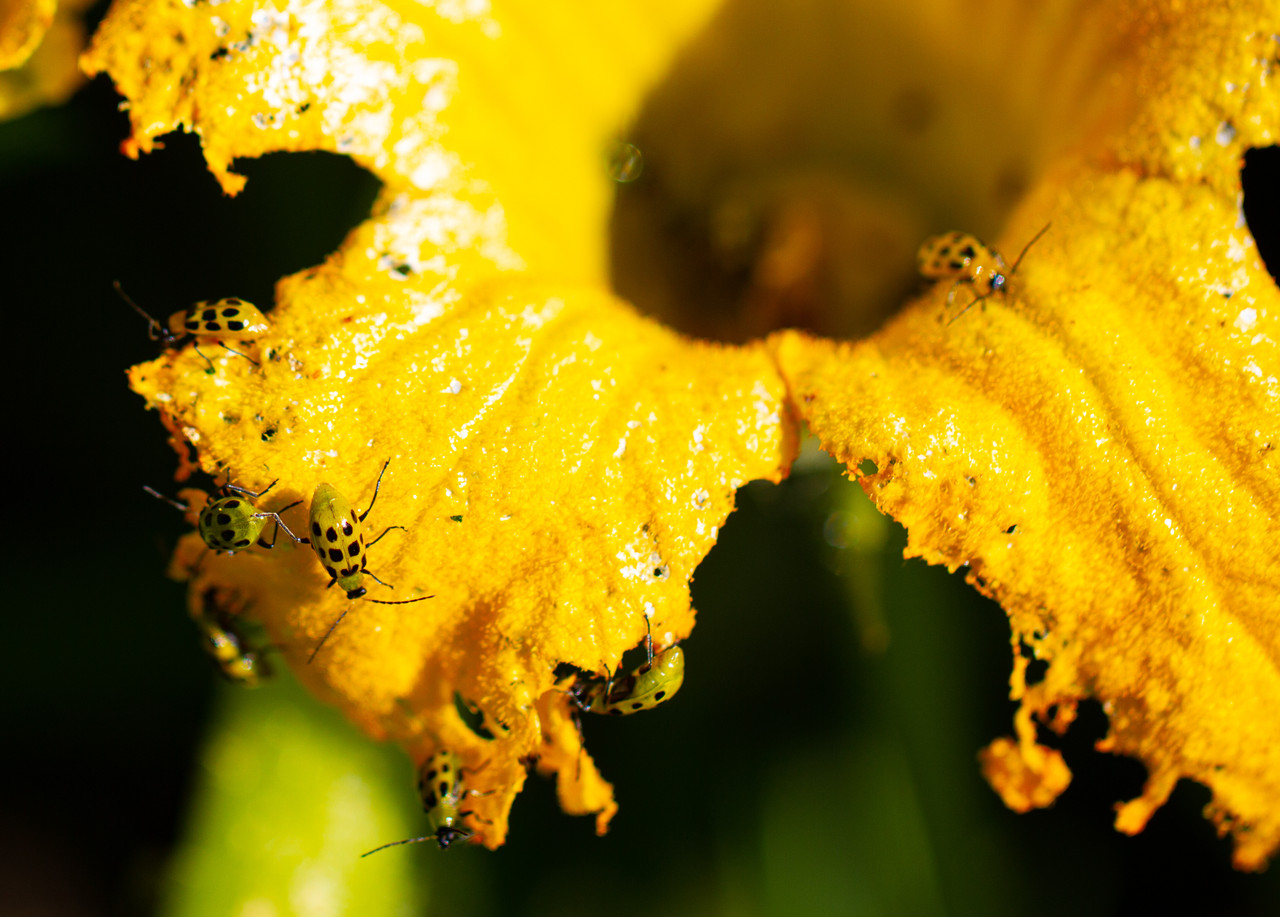 Cucumber Beetle damage to yellow flower