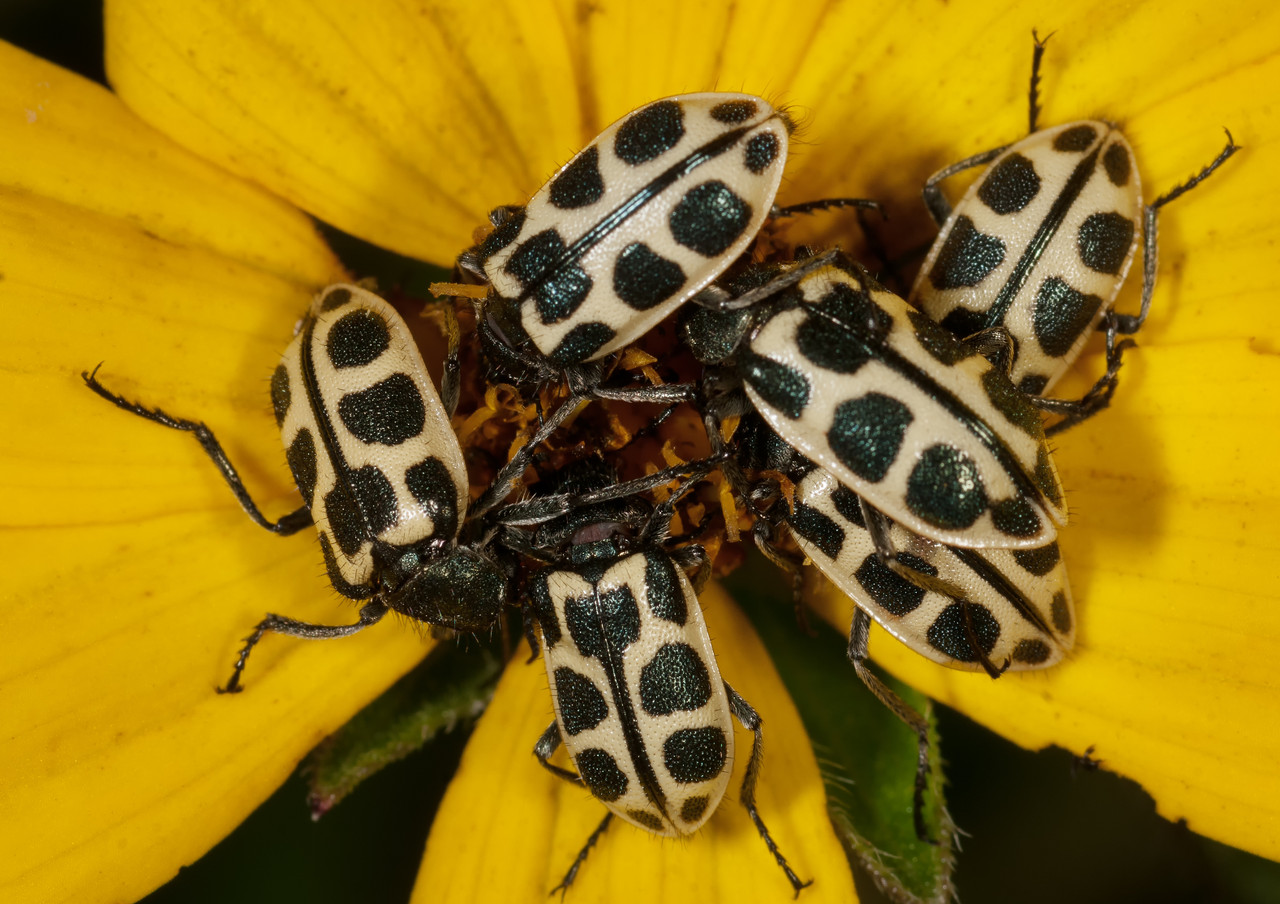 Spotted Cucumber Beetles