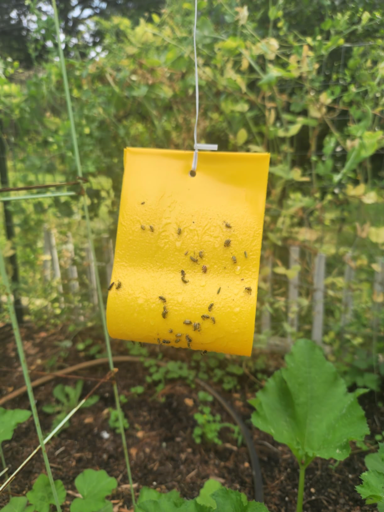 VivaTrap! VT-103 Cucumber Beetle Trap & Lure with beetles