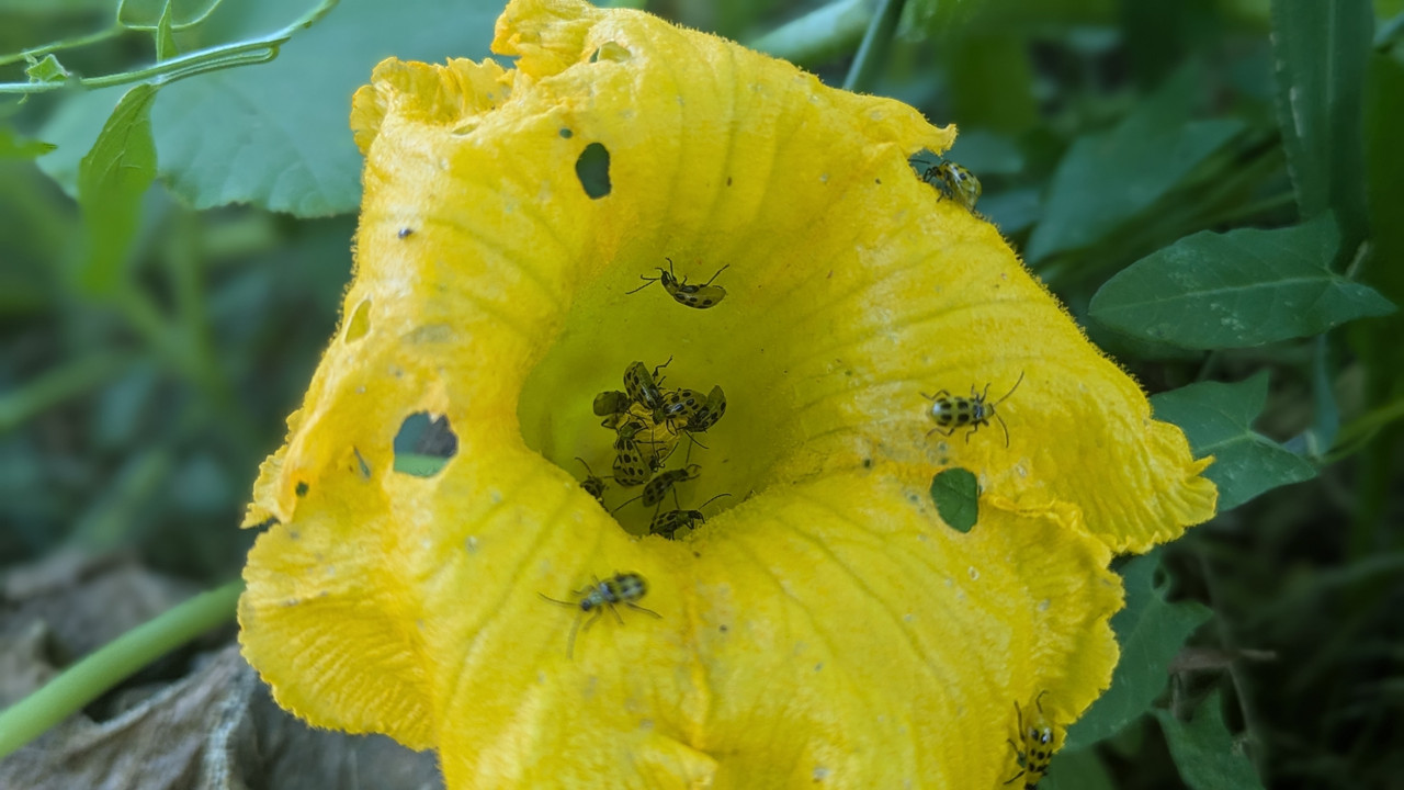 Cucumber Beetle foliage damage yellow flower