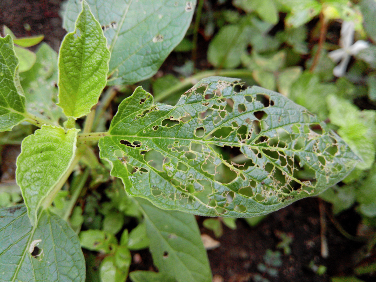 Cucumber Beetle foliage damage