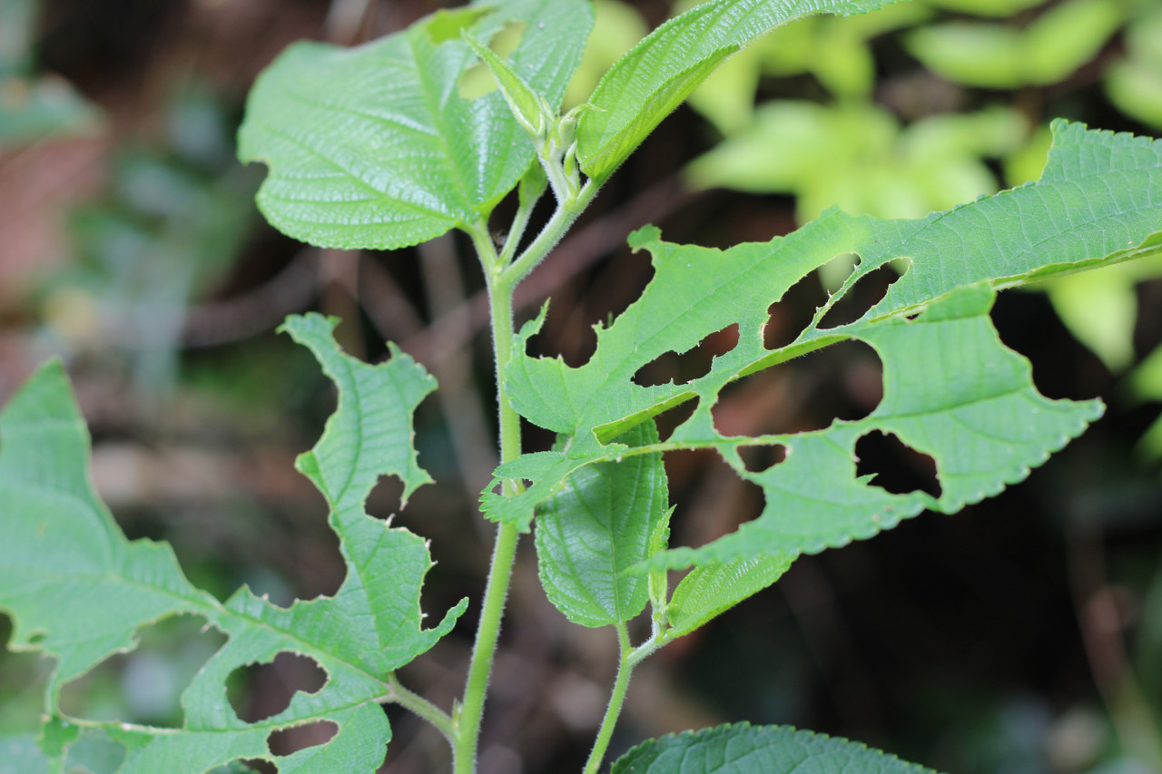 Cucumber Beetle foliage damage
