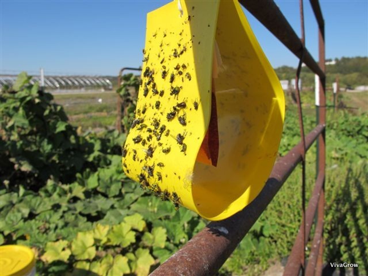VivaTrap! VT-103 Cucumber Beetle Trap & Lure with beetles