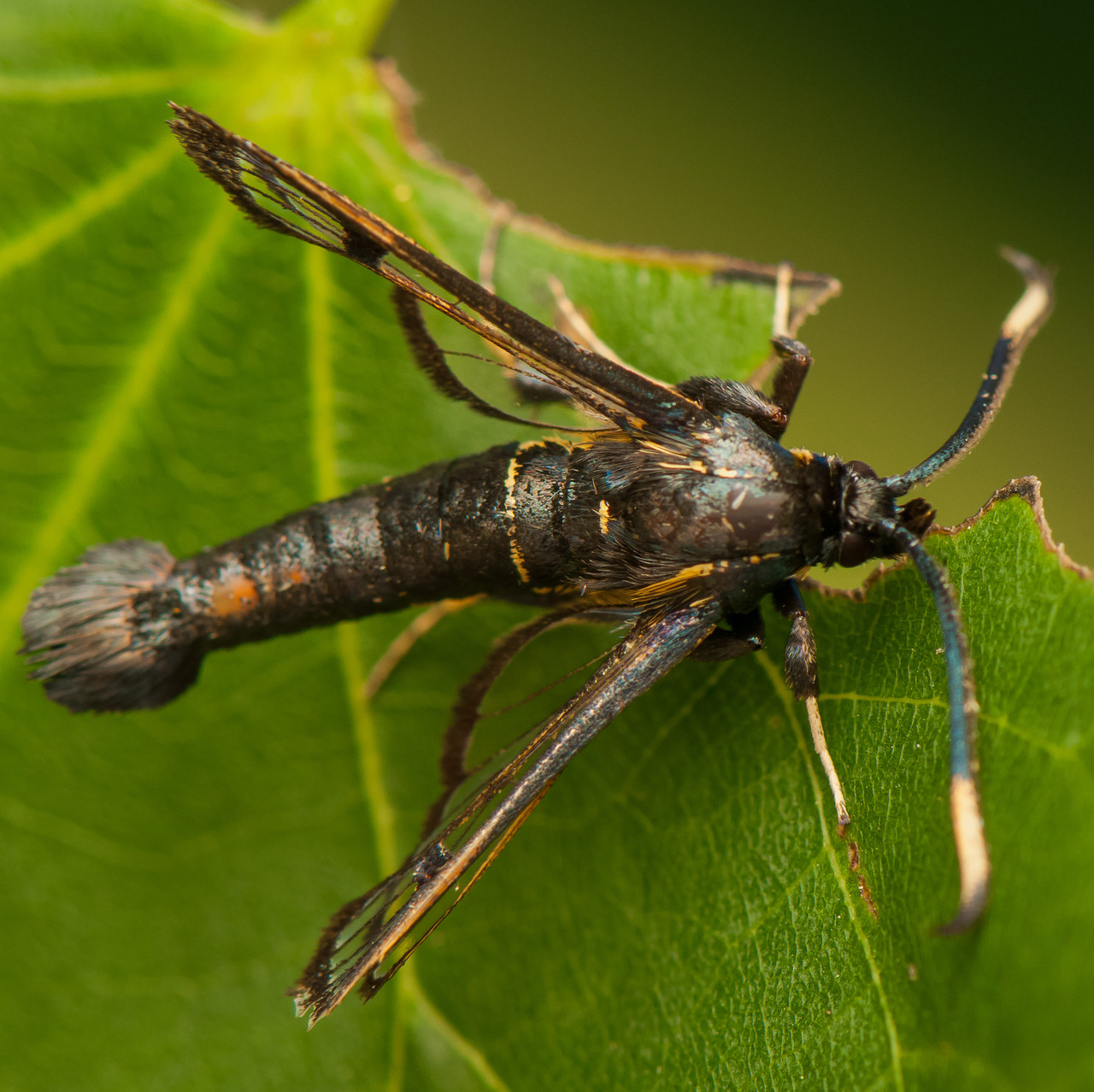 Dogwood Borer