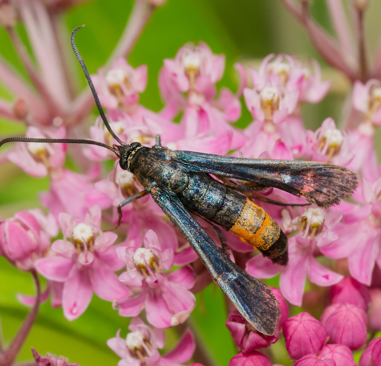 VivaTrap! Peach Tree Borer + Clearwing Moth Trap & Lure (2 Pack)