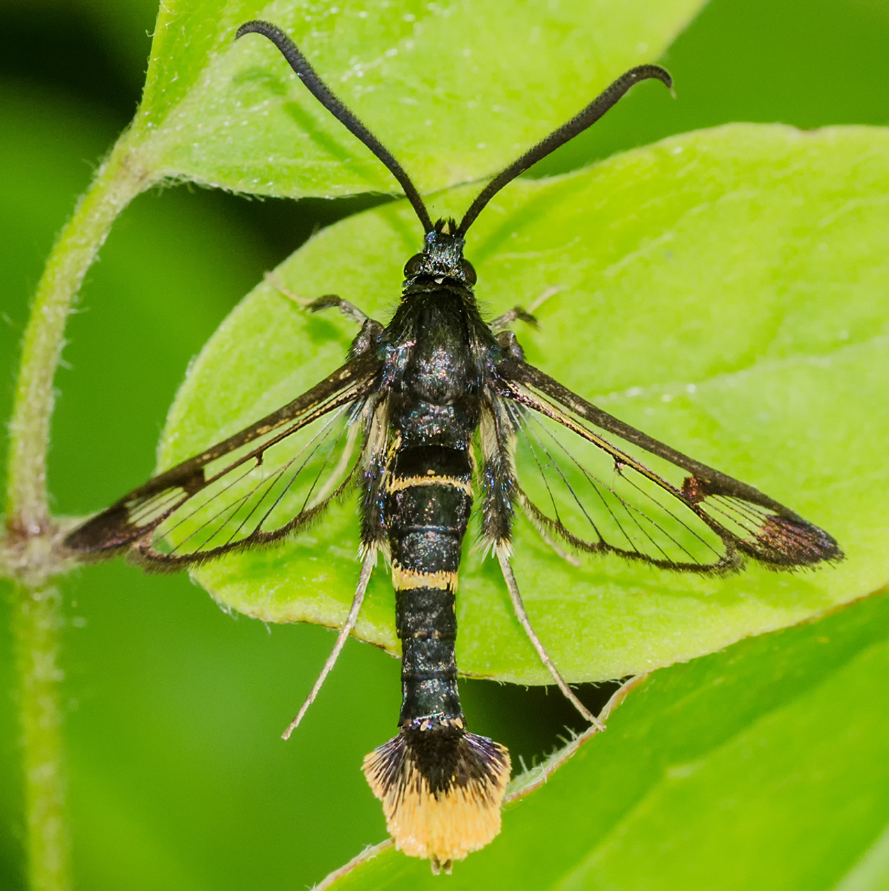 Rhododendron Borer