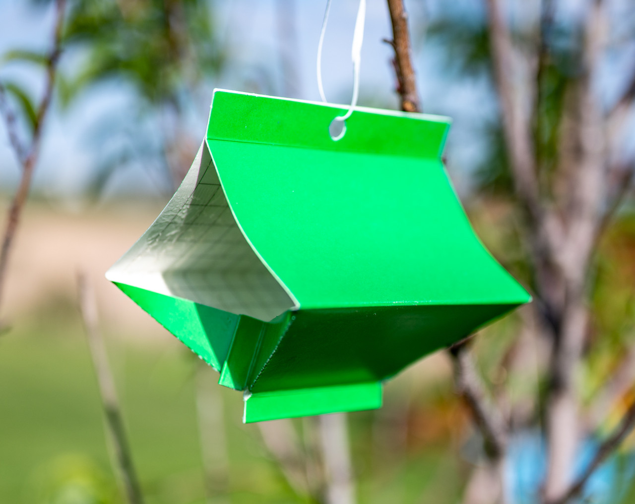 VivaTrap! Peach Tree Borer & Clearwing Moth Trap + Lure hanging in tree 195893268603