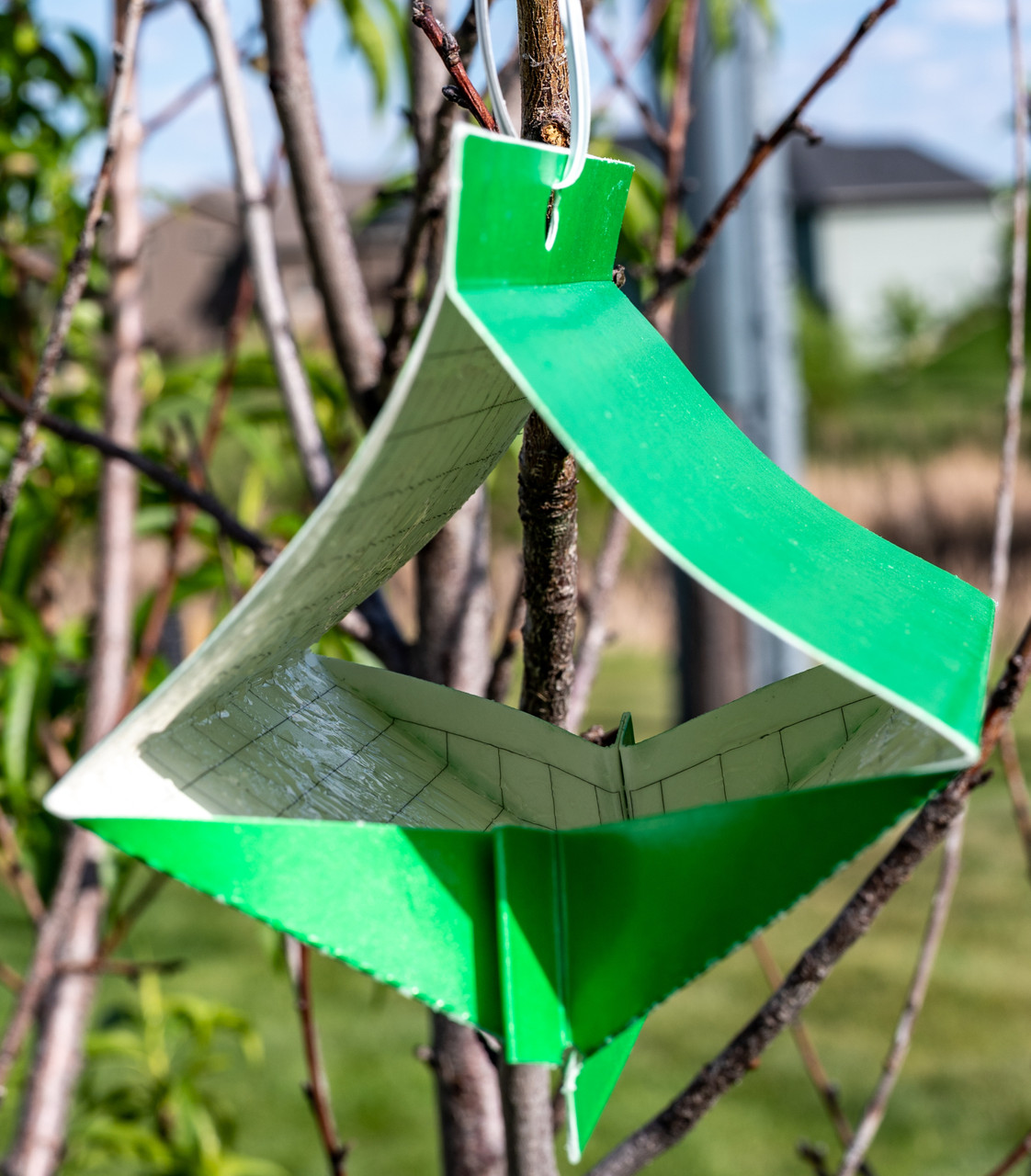 VivaTrap! Peach Tree Borer & Clearwing Moth Trap + Lure hanging in tree