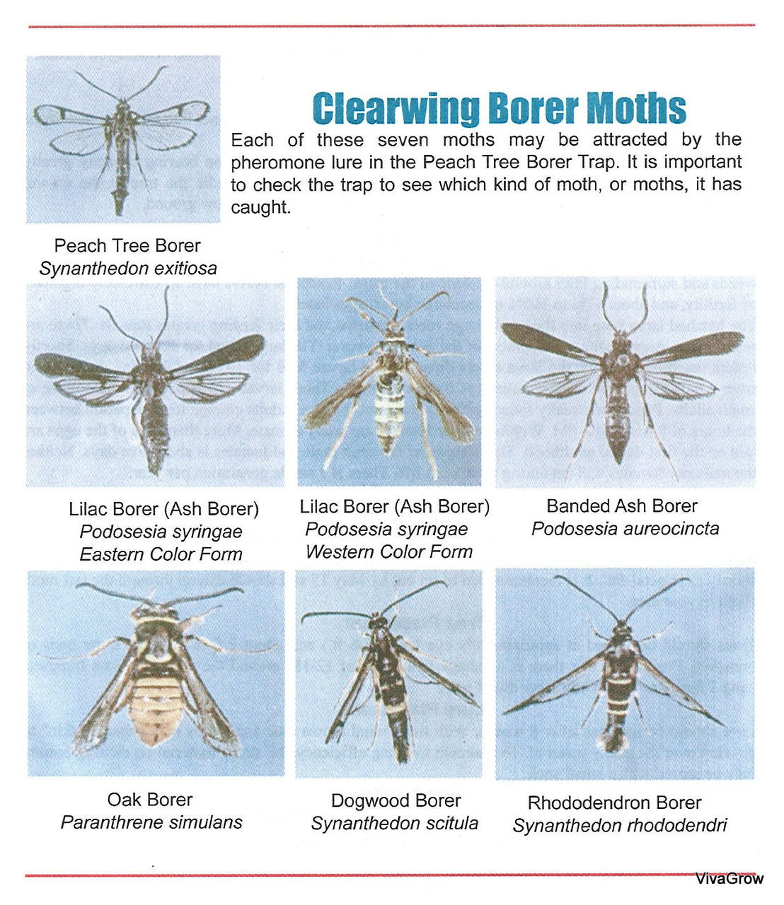 Effective against many Clearwing Borer Moth species!