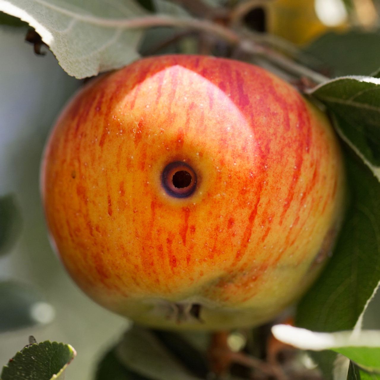 Codling Moth Apple Damage