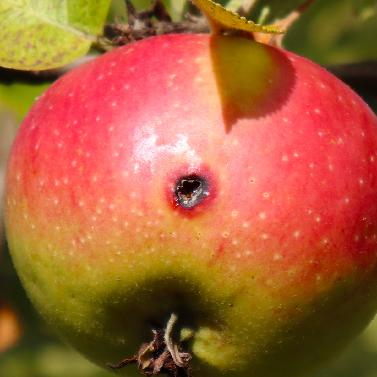 Codling Moth Apple Damage