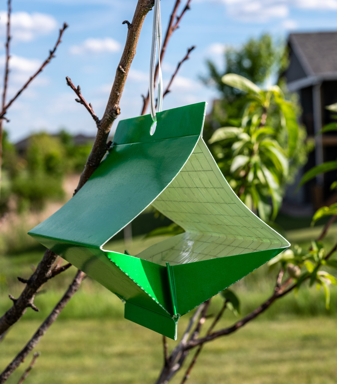 Fruit tree moth sticky trap with pheromone lure to monitor insect