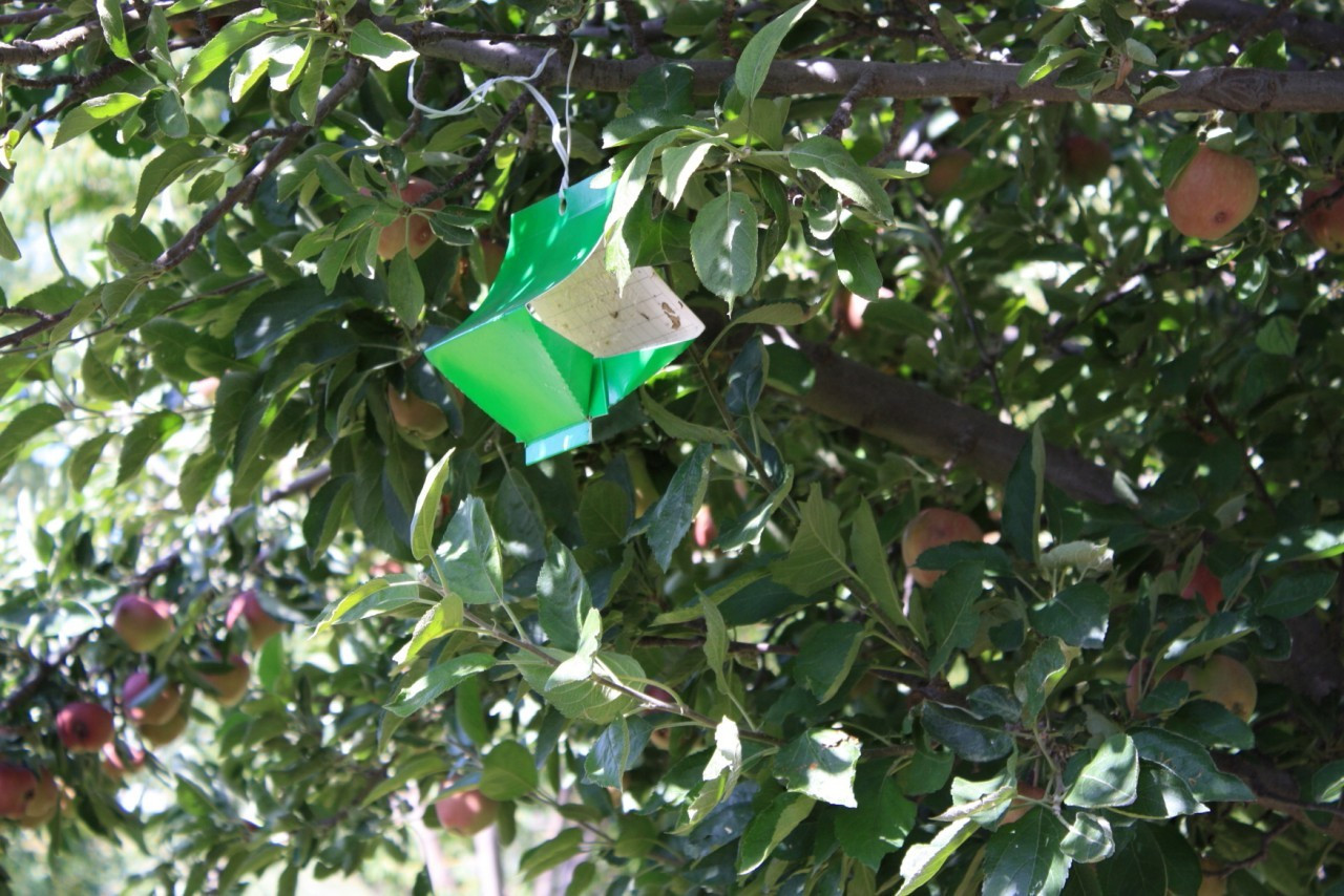 VivaTrap! Codling Moth & Oriental Fruit Moth Trap + Lure hanging in tree  VT-106