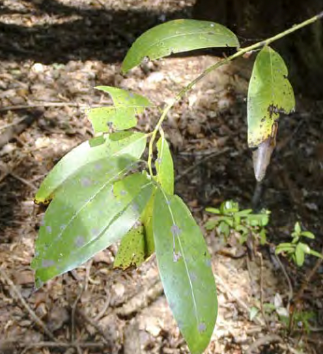Protecting Trees from Sudden Oak Death before Infection