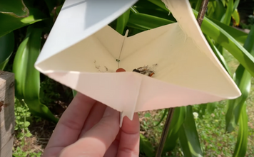 VivaTrap Squash Vine Borer Traps - THEY WORK!