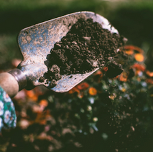 Sowing seeds of happiness: Emotional well-being while home gardening