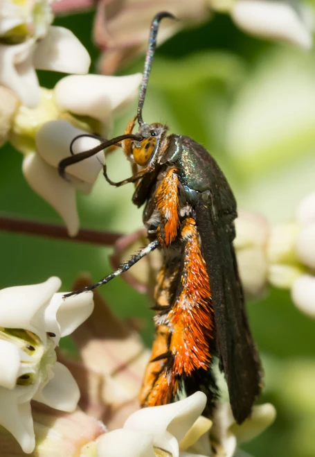 Mature Squash Vine Borer Side View