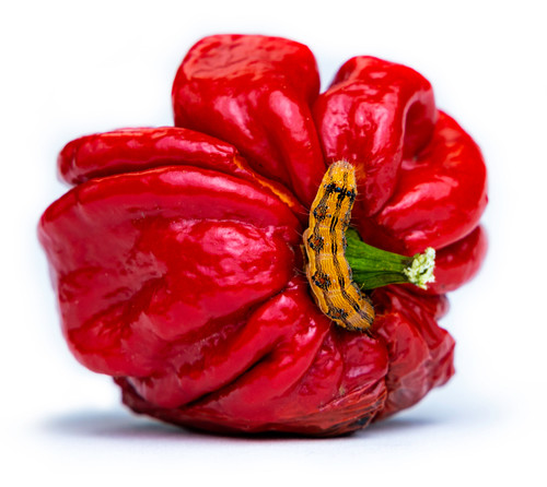 Corn Earworm larvae on red bell pepper