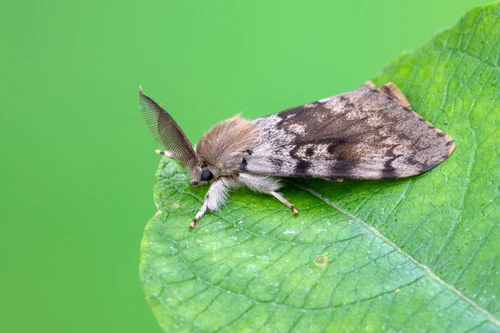 Mature Spongy Moth (Gypsy Moth) on leaf