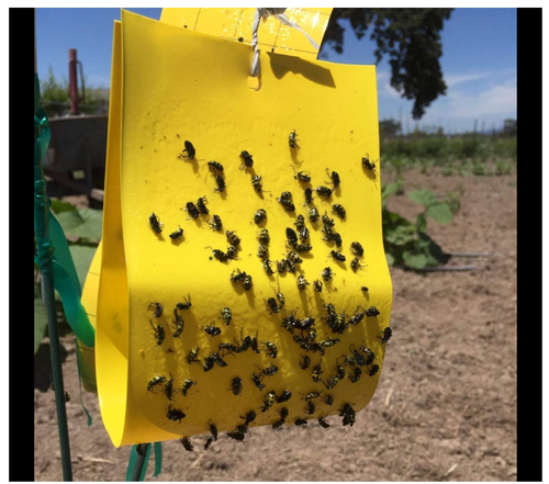 VivaTrap! Cucumber Beetle Trap & Lure with beetles VT-103