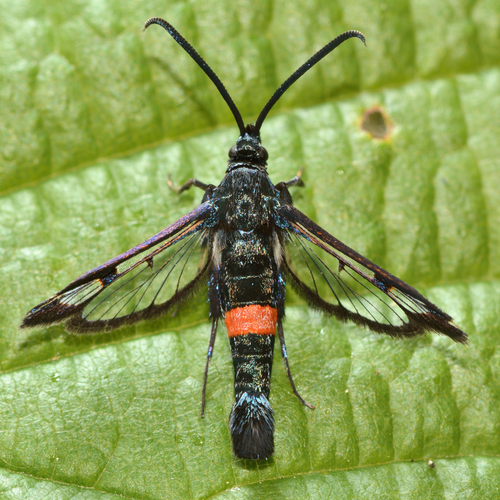 Mature Peach Tree Borer