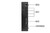 DELL 3020 MICRO (100714) Intel Core i3-4150T 8GB 120GB SSD Win 10 Pro