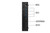 DELL 5050 MICRO (101124) Intel Core i5-7600T 16GB 256GB SSD Win 10 Pro
