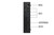 DELL 3050 MICRO (102947) Intel Core i5-6500T 8GB 256GB SSD Win 10 Pro