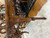French Normandy Dining Table Set