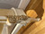Louis XV Swag Roses Rattan Bed Frame, White and Champagne