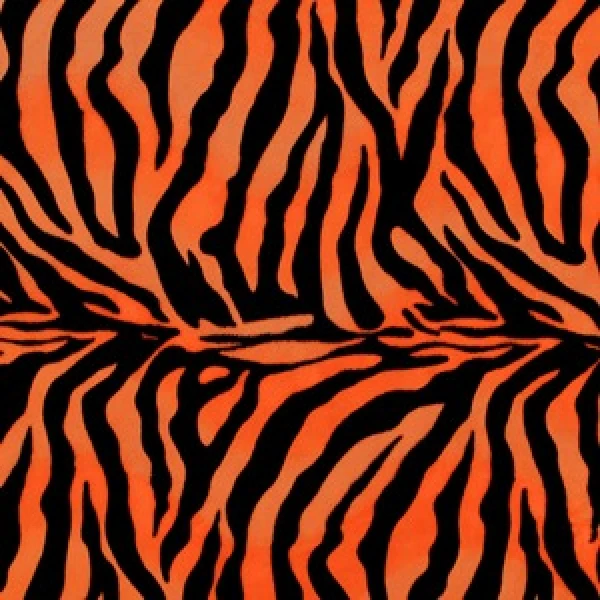 Zebra Orange and black