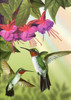 Hummingbirds