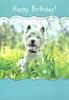 Animal greeting cards : dog birthday