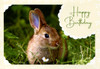 children animal birthday cards