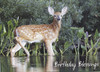 Deer birthday cards for men