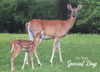 Deer birthday cards for men