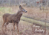 Deer birthday cards for men