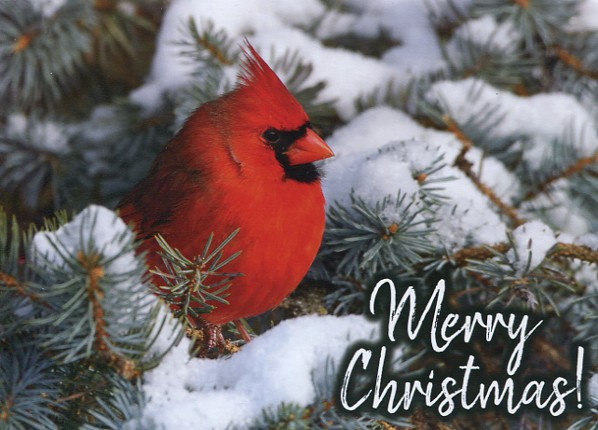 Lang Cardinal Weihnachtskarten – 18 Karten Mit Umschlägen, Mit Folienverzierung & Leinenprägung