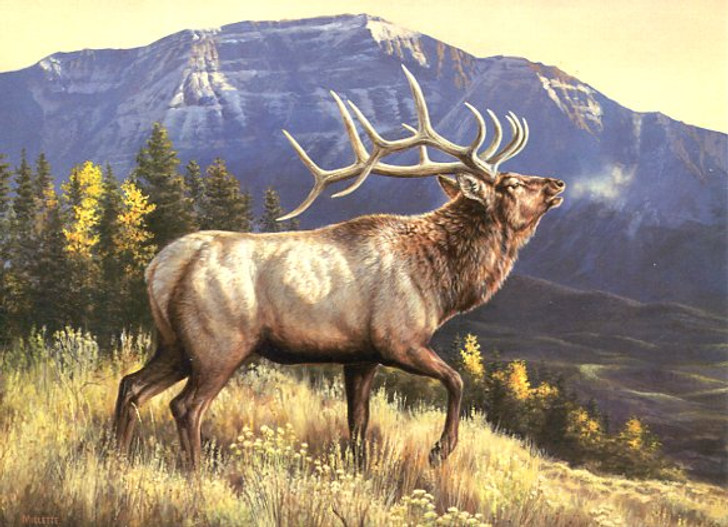 Heartwarming Thoughts Birthday Cards