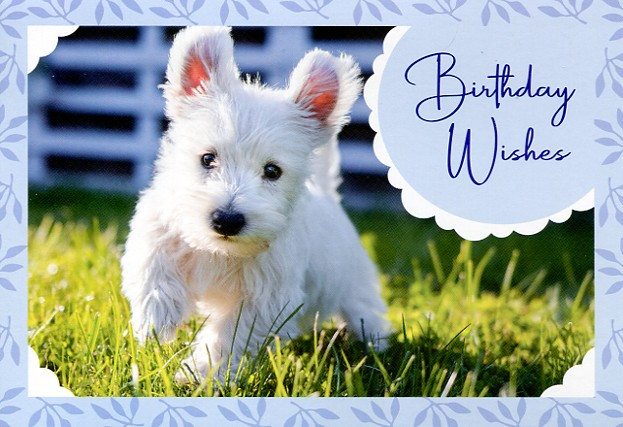 children animal birthday cards