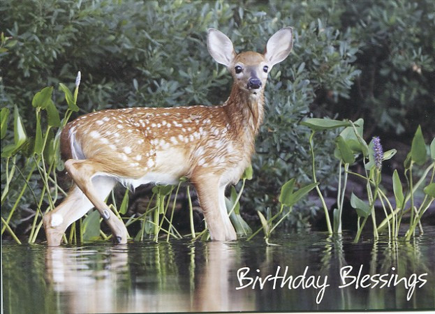 Deer birthday cards for men