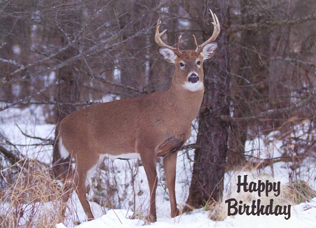 Deer birthday cards for men