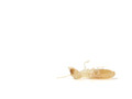 Termite & Carpenter Ant Contractor Hiring Guide & Checklist