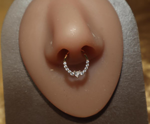 Septum Heart Middle Septum Heart Middle
