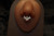 Phantom's White Septum Ring Phantom's White Septum Ring